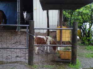 It has rained so much in Milan the horse shrank