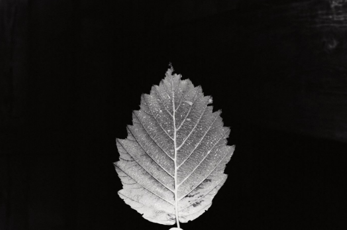 Alphabet of Life. Learning Workshop: Nature @ Werkraum Bregenzerwald (Photo © diaméter, courtesy Werkraum Bregenzerwald)