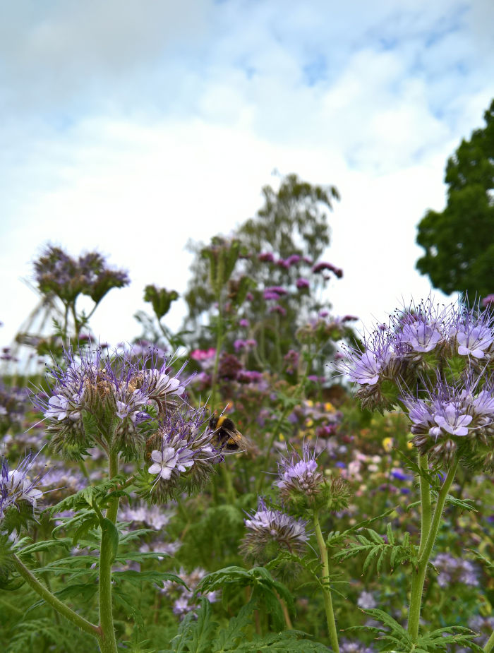 We weren't the only busy bees at Capellagården's Sommarutställning 2019.....