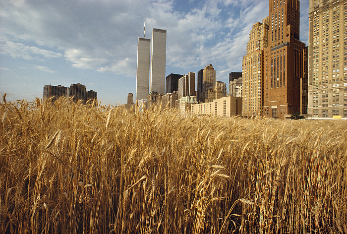 Wheatfield - A Confrontation: Battery Park Landfill, Downtown Manhattan (1982) by Agnes Denes, part of Down to Earth, Gropius Bau, Berlin (photo © Agnes Denes, courtesy Berliner Festspiele)