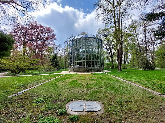 The Pillnitz Camellia inside its transportable greenhouse...yes, we there a while ago, the Camellia is now standing in the open air