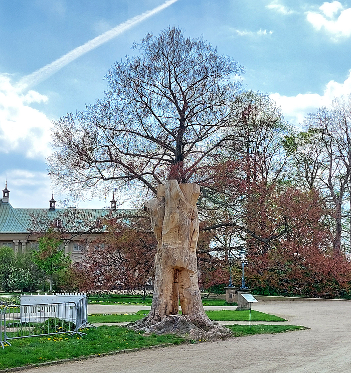 The remains of the dead copper beech, and behind it the remaining, solitary example, as seen at Plant Fever. Towards a Phyto-centred design, Schloss Pillnitz, Dresden