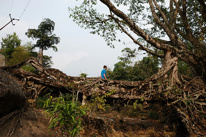 A living root bridge by the Khasi peoples of India, part of Trees, Time, Architecture!, Architekturmuseum der TU München (photo Ferdinand Ludwig, © TU München, courtesy Architekturmuseum der TU München)