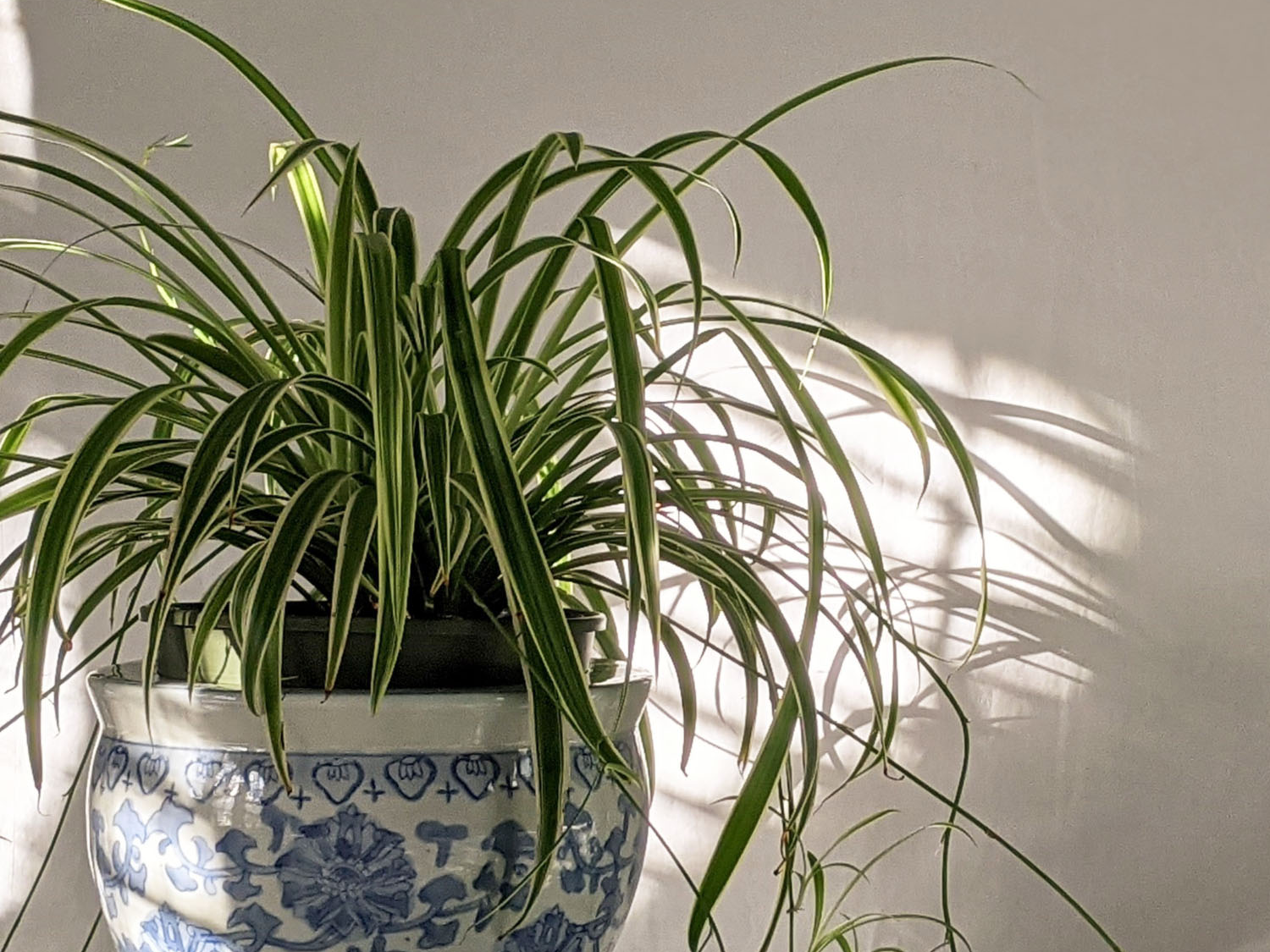 Spider plant