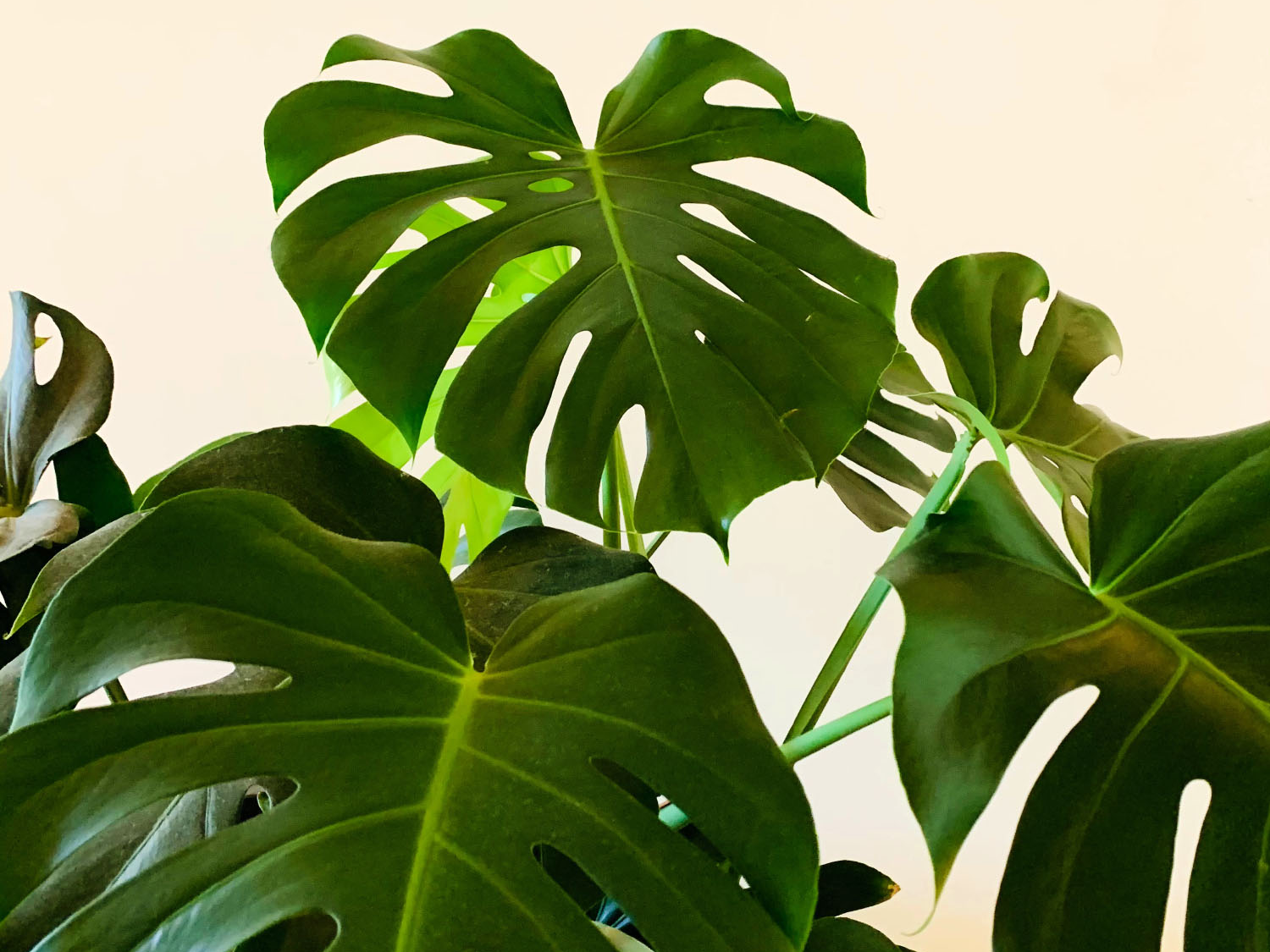 Monstera