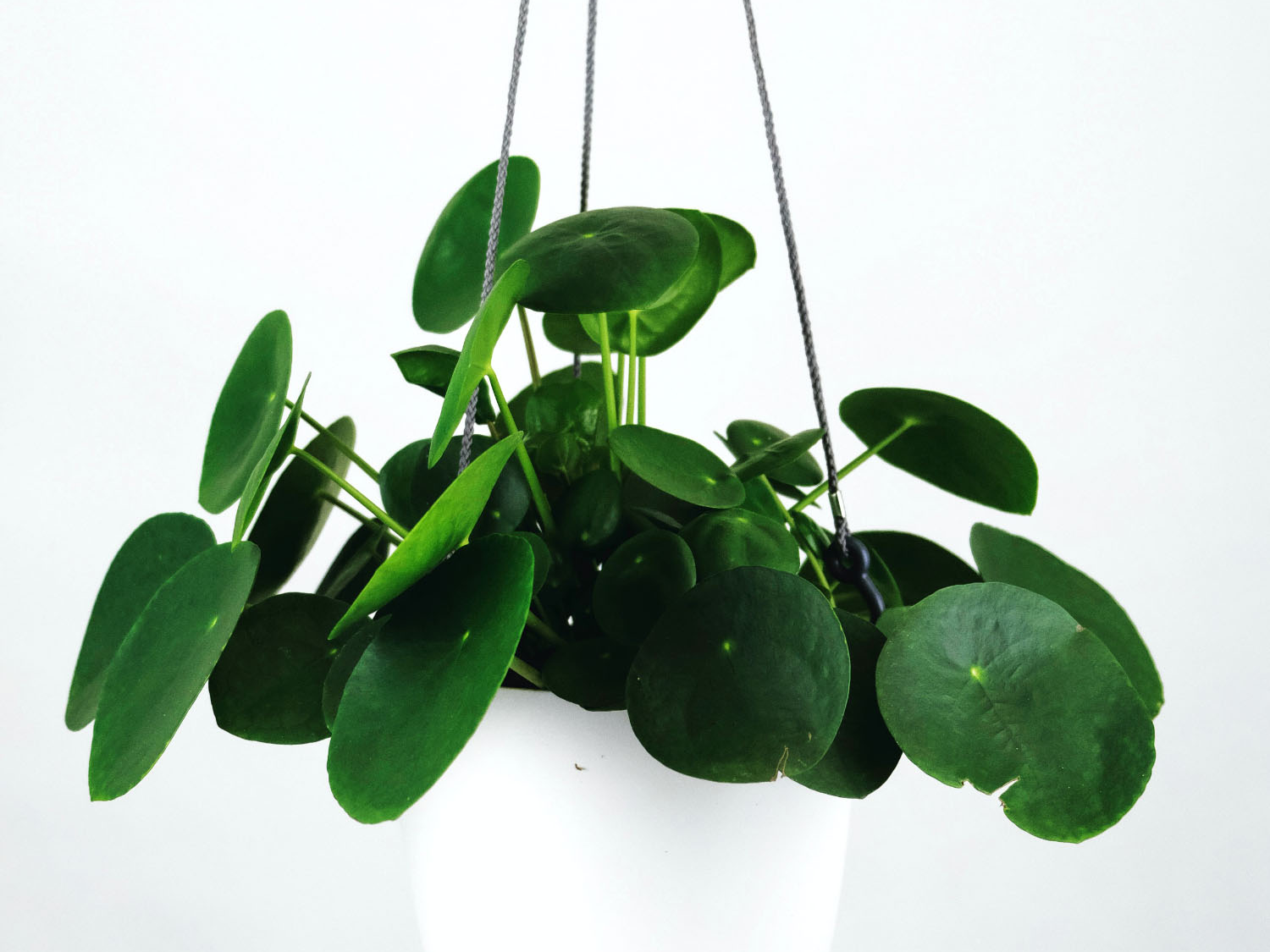 Pilea