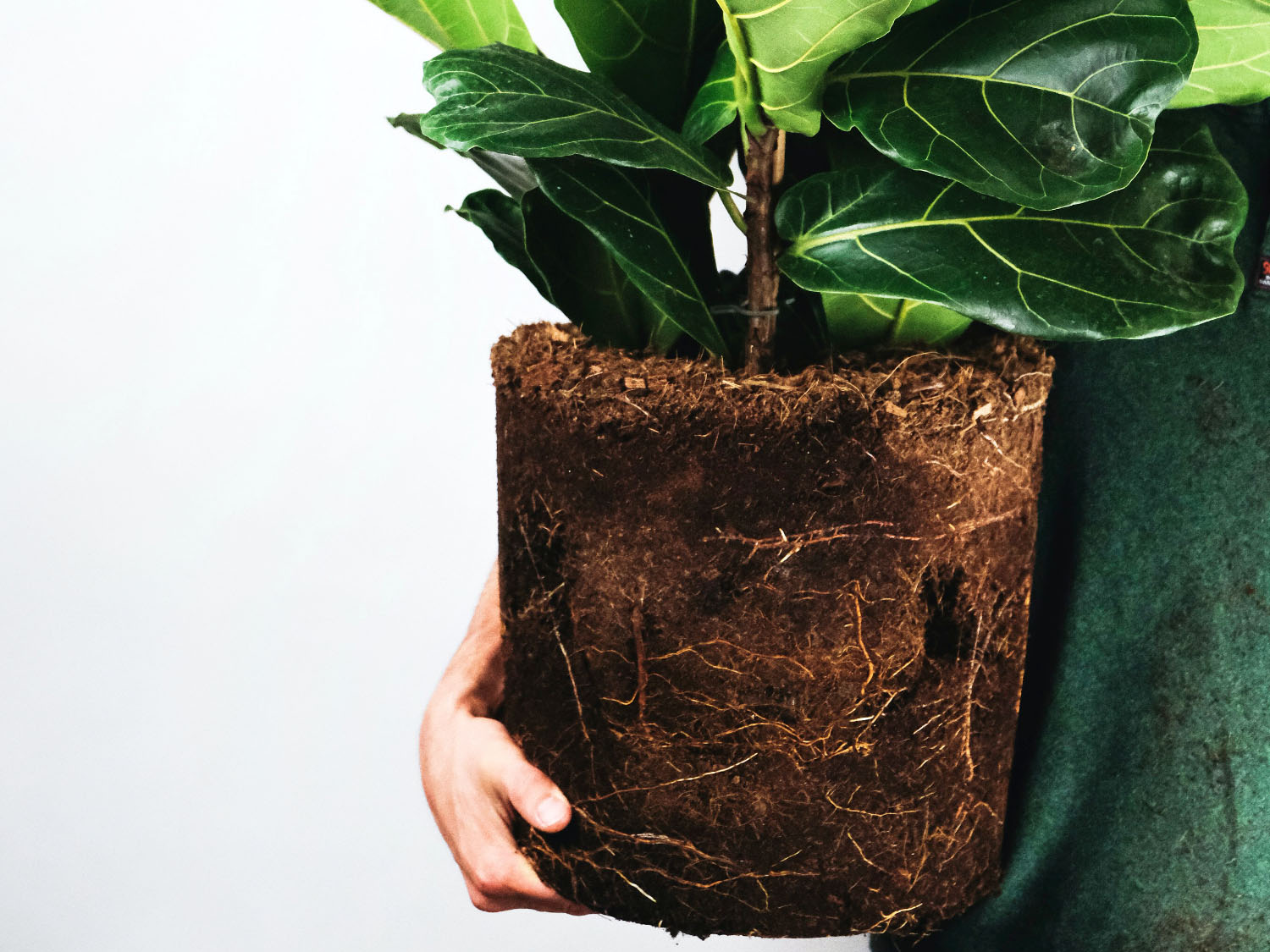 Fiddle-leaf fig