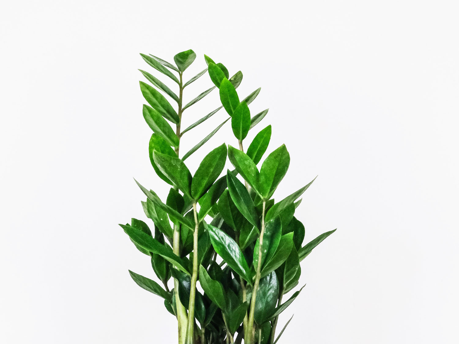 Zamioculcas